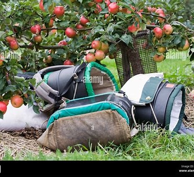 The English Apple Man, informing consumers about how the apples they